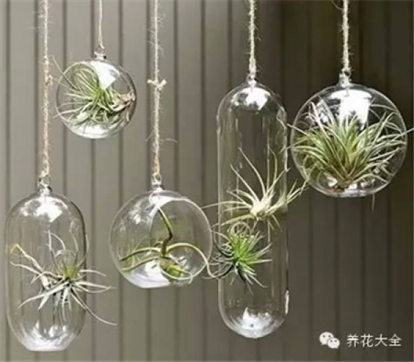 pineapple in the light