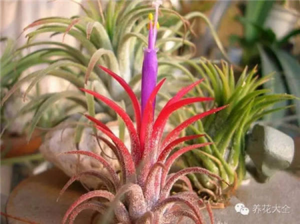 pineapple in the light