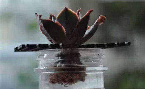 How can rootless succulent plants slow down their roots?