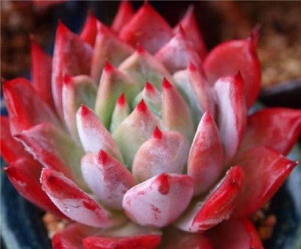 How can rootless succulent plants slow down their roots?