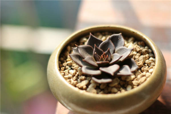How can rootless succulent plants slow down their roots?