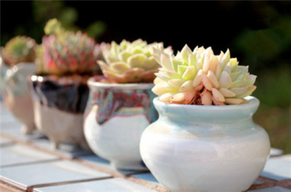 How can rootless succulent plants slow down their roots?