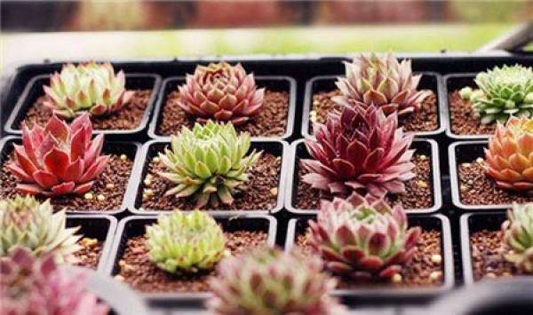 First step of succulent seedling maintenance