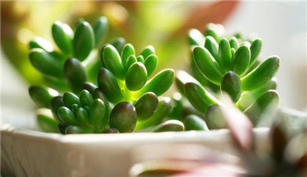 First step of succulent seedling maintenance