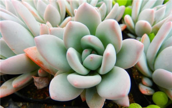 First step of succulent seedling maintenance
