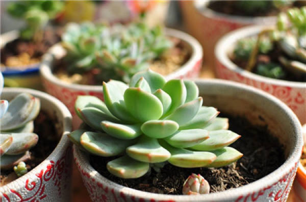 the first step of succulent seedling maintenance