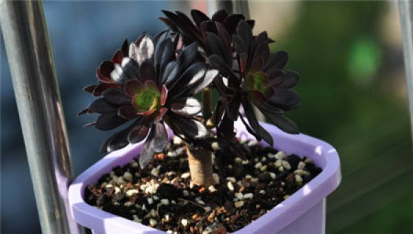 Soil Requirements for Black Master Breeding