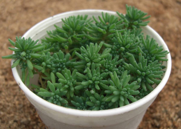 Rorippa tenuifolia