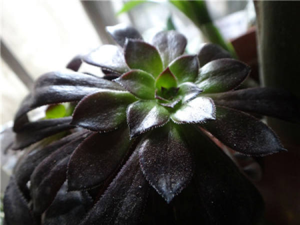 Factors Affecting Black Master's Fertilization