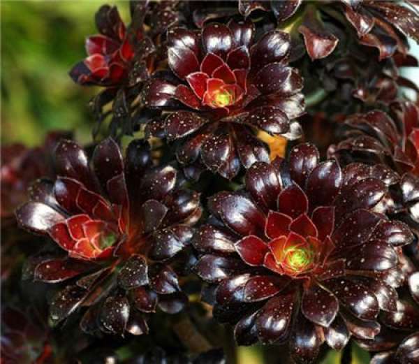 Factors Affecting Black Master's Fertilization