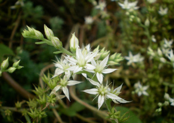 Rorippa tenuifolia