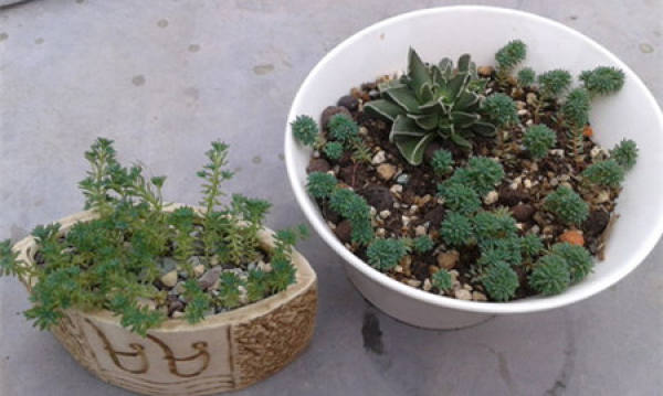 Rorippa tenuifolia