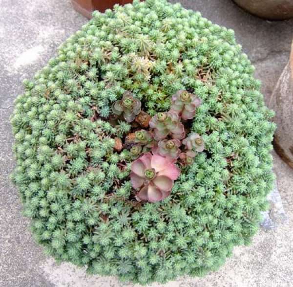 Rorippa tenuifolia