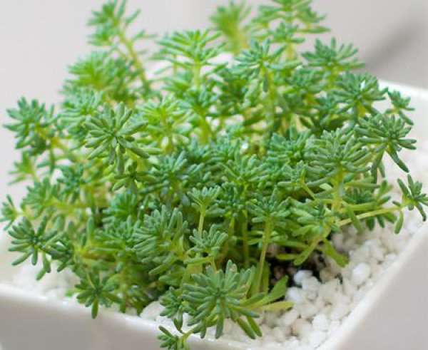 Rorippa tenuifolia