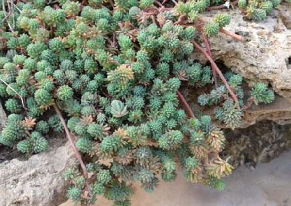 Rorippa tenuifolia