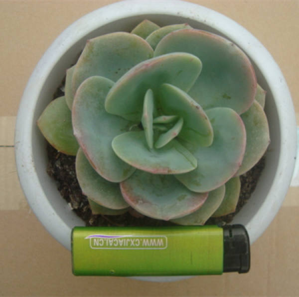 Baifeng can prevent radiation.