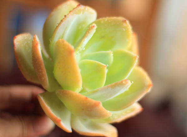 Baifeng can prevent radiation.
