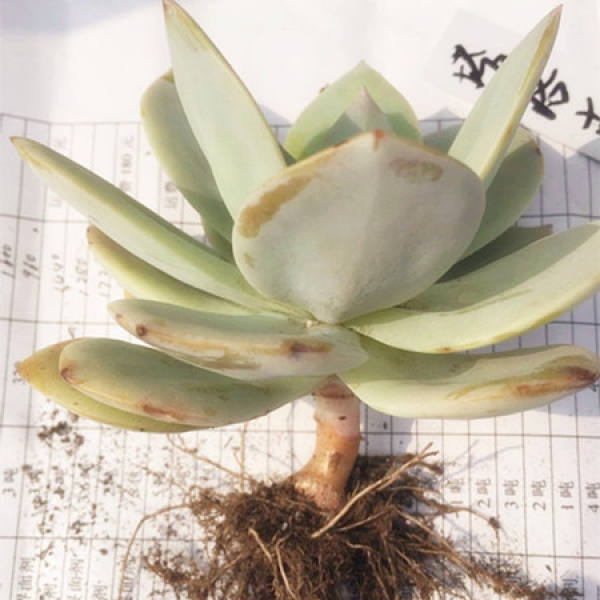 Baifeng repotting step