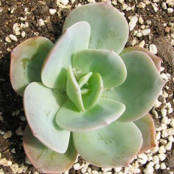 Bai Feng changes basin steps