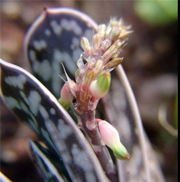 Zibao blossoms