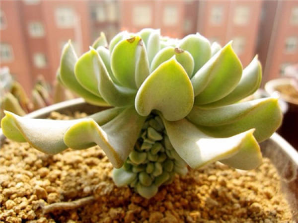 cultivation method of teyulian