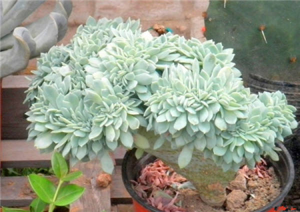 Special jade lotus embellished