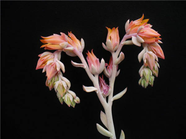 Te Yu Lian Hua Blossom