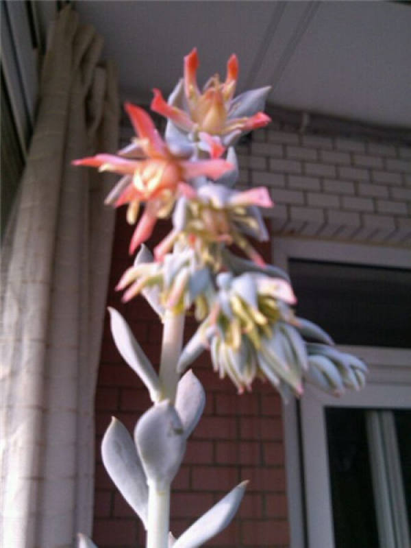 Te Yu Lian Hua Blossom