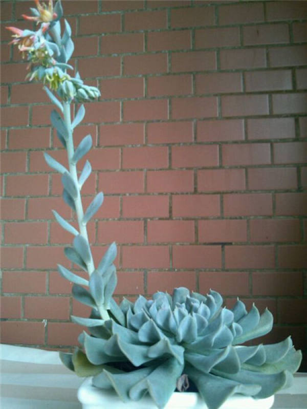 Te Yu Lian Hua Blossom