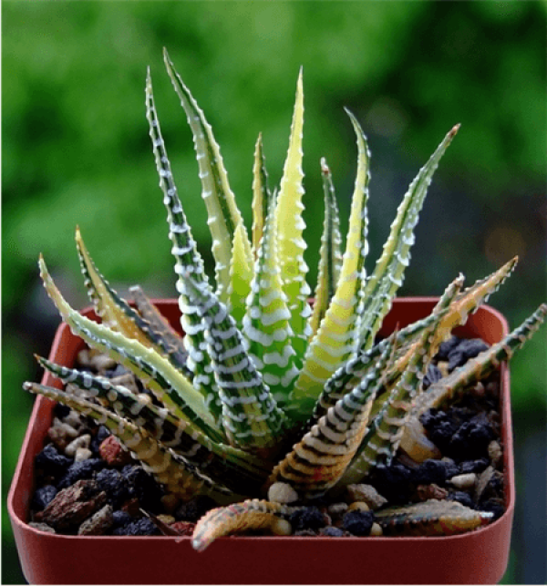 Ramet Propagation of Striped Twelve Volume