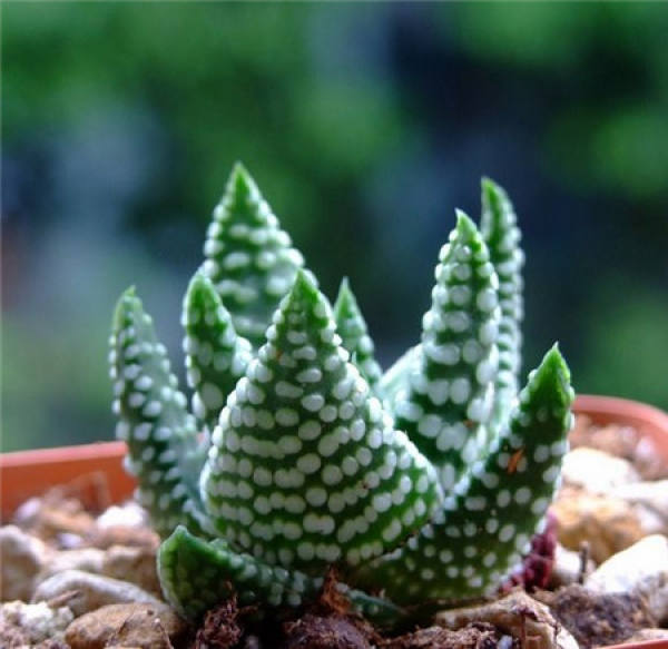 Ramet Propagation of Striped Twelve Volume
