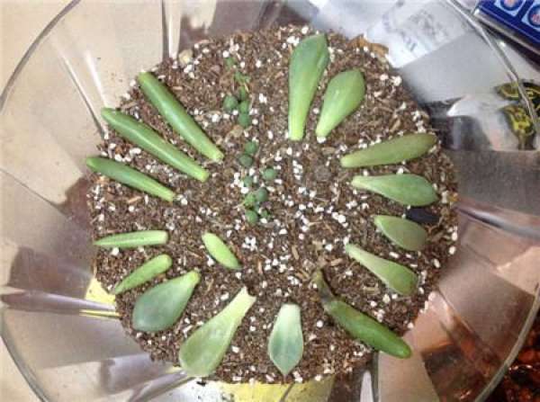 Special Lotus Leaf Insertion Skill