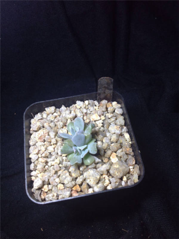 tips for inserting jade lotus leaves