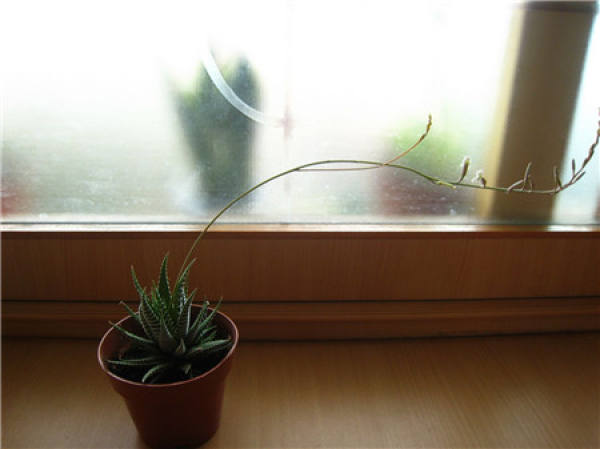 How to keep twelve stripes in blossom?