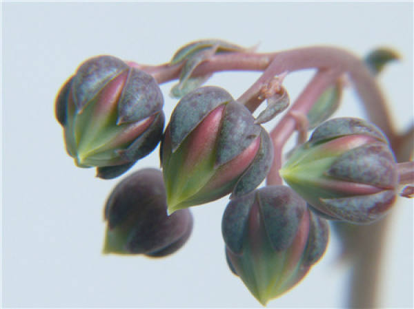 The Flowering Period of Yamato Brocade
