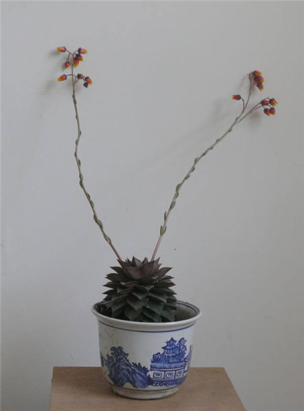 The Flowering Period of Yamato Brocade