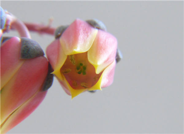 The Flowering Period of Yamato Brocade