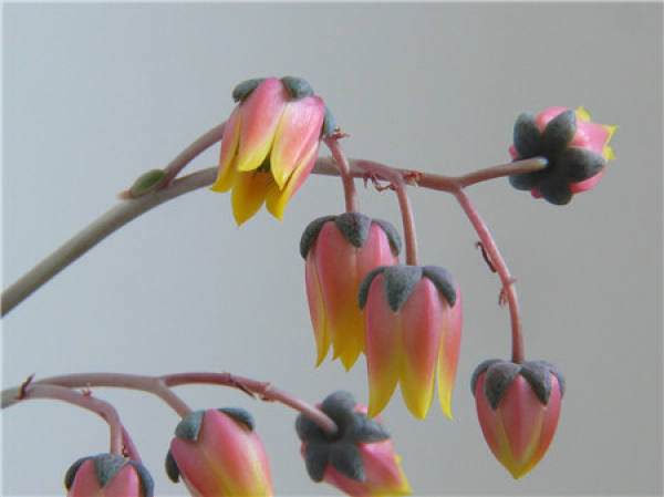 The Flowering Period of Yamato Brocade