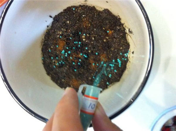 Seeding of Isuzu Jade