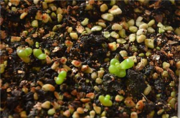 Seeding of Isuzu Jade