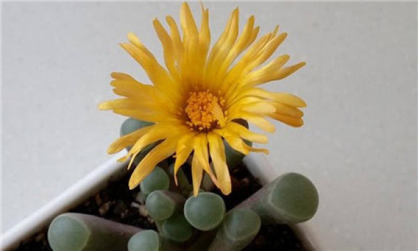 The Flowering Period of Isuzu Jade