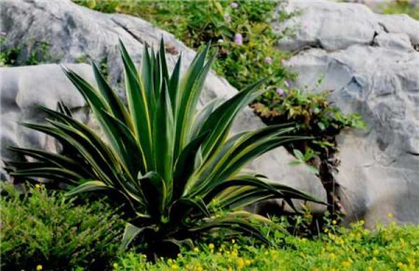 Water and Fertilizer Requirements of Agave americana