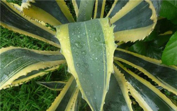 Water and Fertilizer Requirements of Agave americana