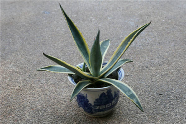 Water and Fertilizer Requirements of Agave americana