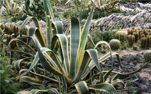 Water and Fertilizer Requirements of Agave americana