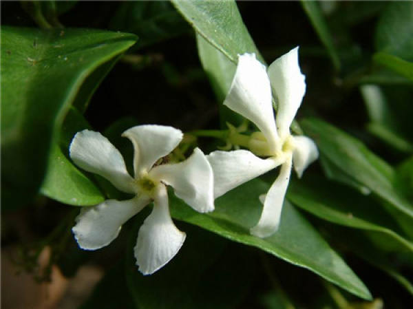 What is Trachelospermum