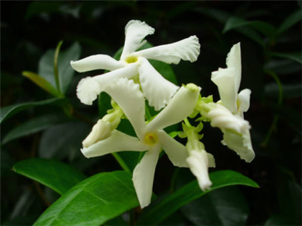 What is Trachelospermum
