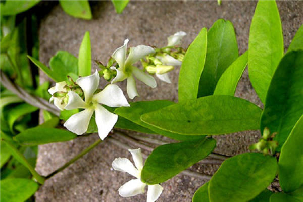 What is Trachelospermum