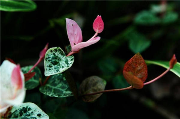 What is Trachelospermum