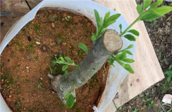 Western cuckoo rootstock